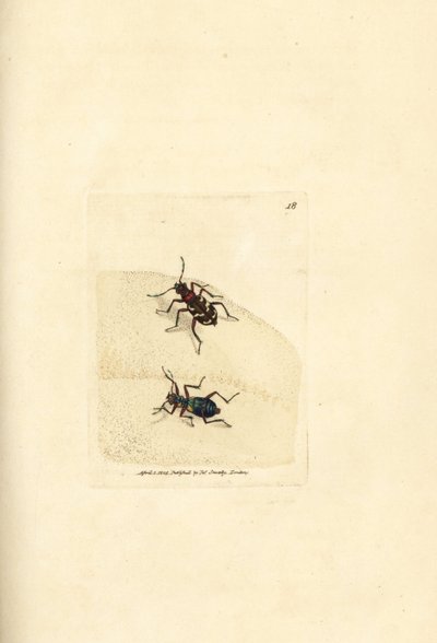Nördliche Dünen-Sandlaufkäfer, Cicindela hybrida. Handkolorierte Kupferstichgravur von James Sowerby aus The British Miscellany, or Coloured figures of new, rare, or little known animal subjects von James Sowerby