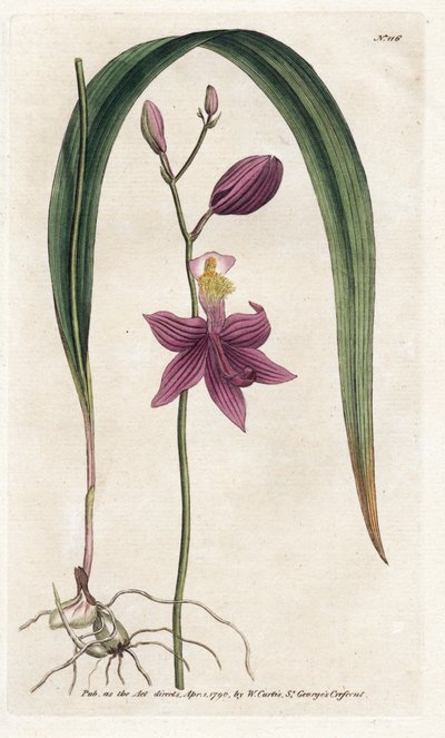 Orchidee: Calopogon tuberosus - Lithographie von James Sowerby (1757-1822), aus William Curtis