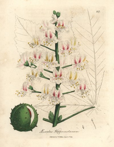 Rosa Blüte und Frucht der Rosskastanie, Aesculus hippocastanum von James Sowerby