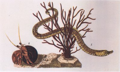 Seenadel und Einsiedlerkrebs, Natur in Großbritannien veröffentlicht von Collins, 1946 von James Sowerby