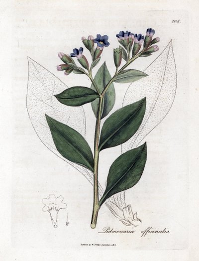Lungenkraut, Pulmonia officinalis. Handkolorierter Kupferstich aus einer botanischen Illustration von James Sowerby aus William Woodville und Sir William Jackson Hooker