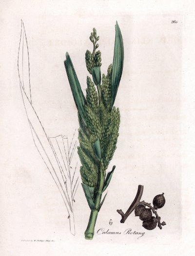 Rattanpalme, Calamus rotang von James Sowerby