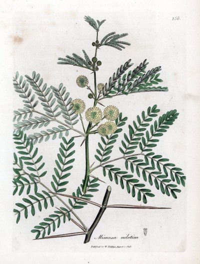 Roter Gummi - Gummiarabikabaum, Acacia nilotica. Handkolorierte Kupferstich-Illustration von James Sowerby aus William Woodville und Sir William Jackson Hookers „Medical Botany“, John Bohn, London von James Sowerby