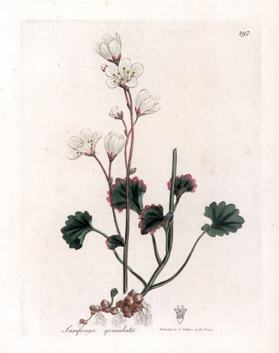 Saxifrage granulee oder Bulbbles - Weiße Saxifrage, Saxifraga granulata. Handkolorierte Kupferstichgravur von James Sowerby aus William Woodville und Sir William Jackson Hooker