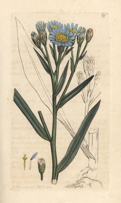 Strand-Aster, Tripolium pannonicum subsp. tripolium von James Sowerby