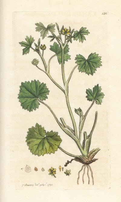 Kleinblütiger Hahnenfuß, Ranunculus parviflorus. Handkolorierter Kupferstich nach einer Illustration von James Sowerby aus James Smiths English Botany, London von James Sowerby