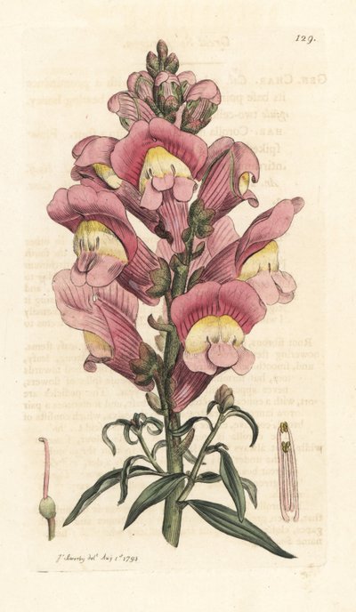 Löwenmaul, Antirrhinum majus von James Sowerby