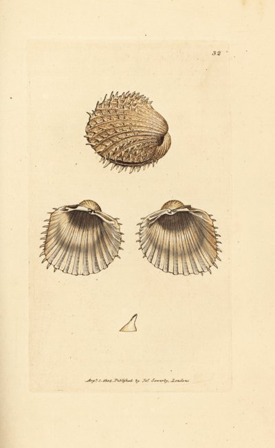 Stacheliges Herzmuschel, Acanthocardia aculeata von James Sowerby