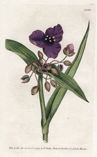 Tradescantia oder Setcreasee - Lithographie von James Sowerby (1757-1822), aus William Curtis