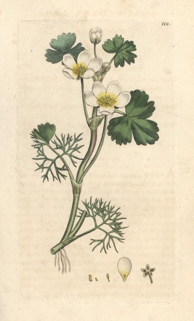 Wasser-Hahnenfuß, Ranunculus aquatilis von James Sowerby