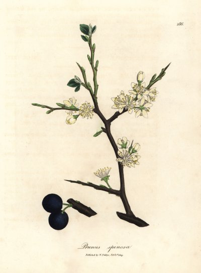 Weiße Blüten und blaue Beeren des Schlehdorns, Prunus spinosa von James Sowerby