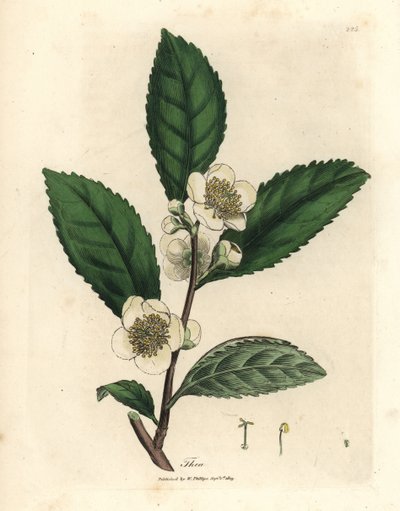 Weiße Blüten und grüne Teeblätter, Thea bohea, Camellia sinensis von James Sowerby