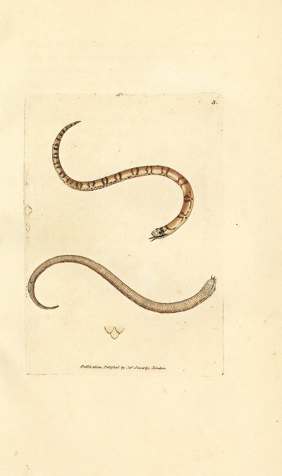 Junge Glattnatter, Coronella austriaca (Dumfriesshire-Schlange, Coluber dumfrisiensis). Handkolorierter Kupferstich von James Sowerby aus The British Miscellany, oder Coloured figures of new, rare, or little known animal subjects. von James Sowerby