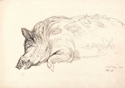 Ein Wildschwein, schlafend oder tot, 1814 von James Ward