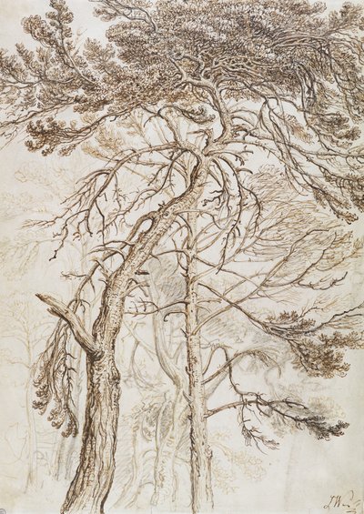 Studie von Bäumen von James Ward