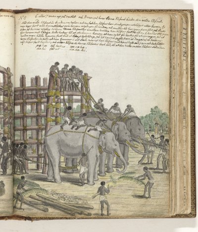 Ein gefesselter Elefant wird aus dem letzten Abschnitt der Falle, dem Gefängniskorral, geführt von Jan Brandes