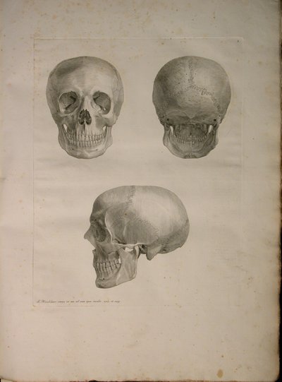 Albinus II, Pl. I, Illustration aus 
