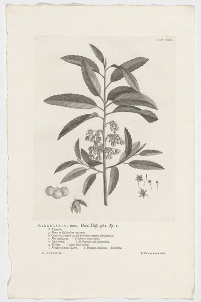 Kiggelaria africana von Jan Wandelaar