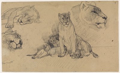 Studienblatt mit Löwen und Jungen von Jan van Essen