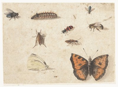 Blatt mit Studien von neun Insekten von Jan van Kessel (I)