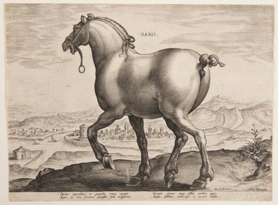 Ein sächsisches Pferd, aus dem ersten Satz von "Equile Joannis Austriaci" von Jan van der Straet, called Stradanus