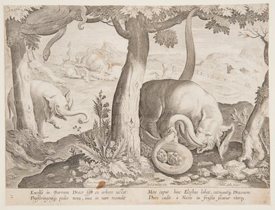 Kampf zwischen Elefanten und Schlangen, Platte 2 aus der Serie Venationes Ferarum, Avium, Piscium von Jan van der Straet, called Stradanus