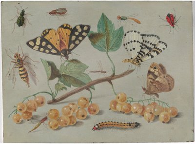 Studie von Schmetterling und Insekten, um 1655 von Jan van the Elder Kessel