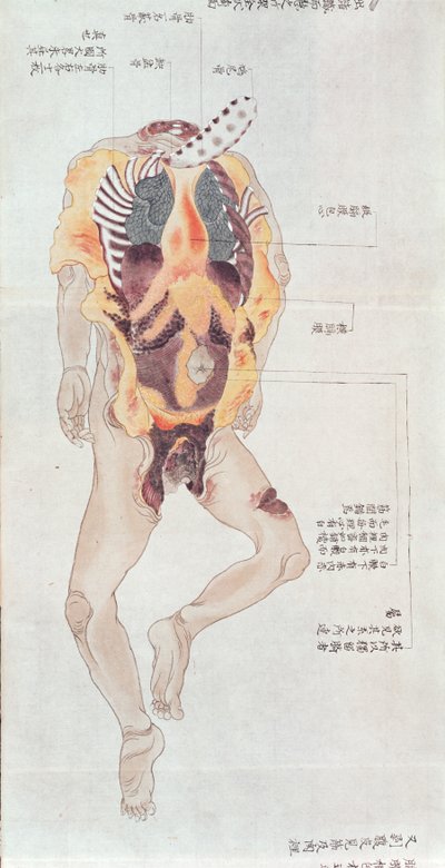 Ein ausgeweideter Körper aus der Sektion eines Folteropfers von 1796, aus einem Makimono eines Midori-Arztes von Japanese School