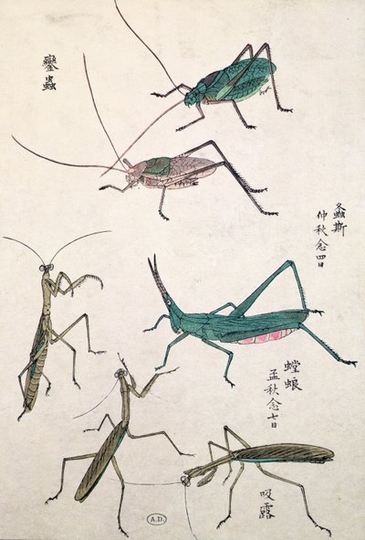 Heuschrecken und Gottesanbeterinnen (Farbholzschnitt) von Japanese School