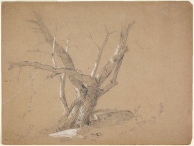 Studie eines Baumes von Jasper Francis Cropsey
