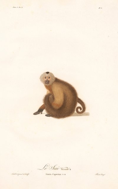 Brauner Kapuziner (Simia capucina) von Jean Baptiste Audebert