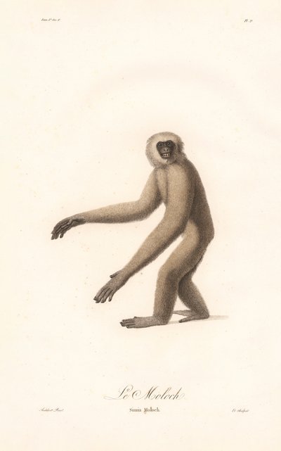 Grauer Langur (Simia moloch) von Jean Baptiste Audebert