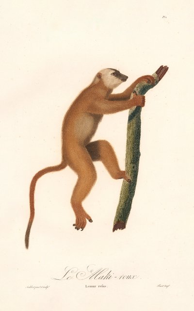 Roter Lemur (Lemur rufus) von Jean Baptiste Audebert