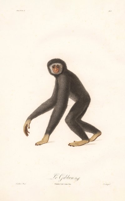 Weißhandgibbon (Simia lar) von Jean Baptiste Audebert