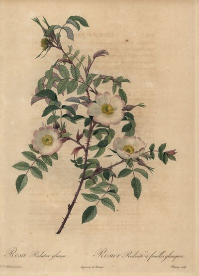 Weiße und rosa Rose, Rosa redutea glauca von Jean Baptiste Chapuy