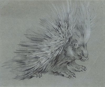 Stachelschwein von Jean-Baptiste Oudry