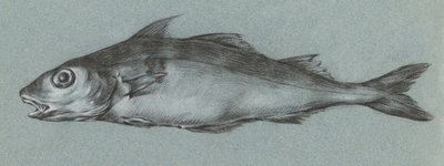 Grüner Fisch von Jean Bernard
