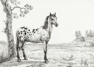 Stehendes geschecktes Pferd von Jean Bernard