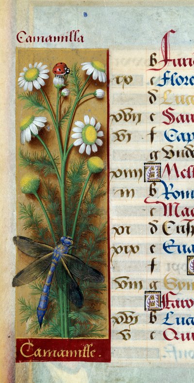 Botanik: Kamille mit Marienkäfer und Libelle. Miniatur aus „Les Grandes Heures d