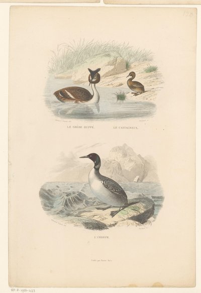 Großer Haubentaucher, Zwergtaucher und Eistaucher von Jean Charles Pardinel
