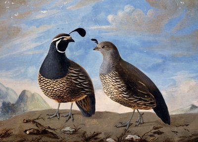 Paar kalifornische Rebhühner, Aquarell von Jean Francois de Galaup de La Perouse