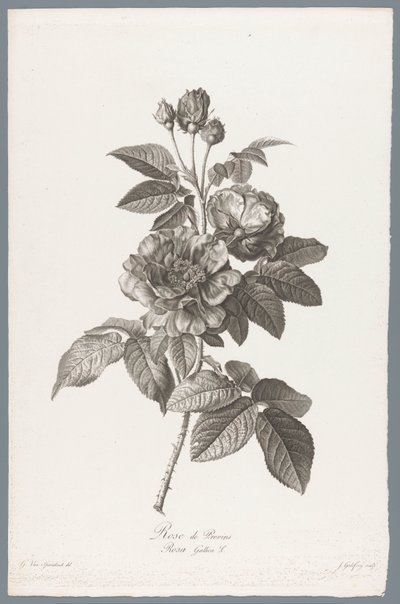 Französische Rose von Jean Godefroy