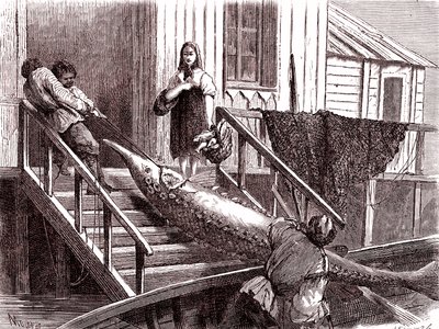 Störfischen am Fluss Wolga, Russland. 1867 (Gravur) von Jean Pierre Moynet