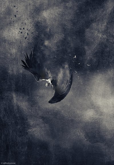 Fallender Dunkler Vogel von Jeffrey Hummel