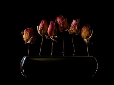 Stimmungsvolle getrocknete Rosen von Jeffrey Hummel
