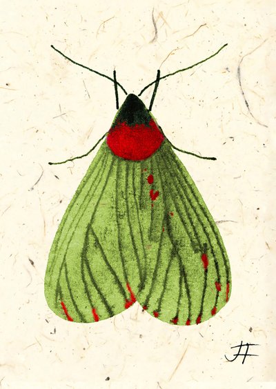 Fliegenmotte, 2024 von Jenny Frean