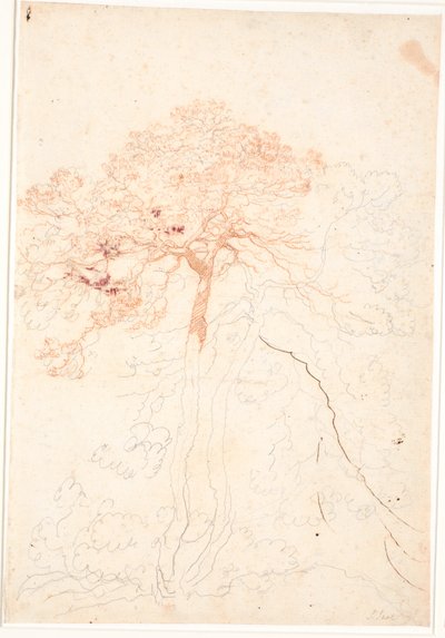 Studie von zwei großen Kiefern von Jens Juel