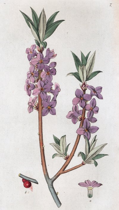Seidelbast Daphne mezereum, 1804-1811 von Johan Wilhelm Palmstruch