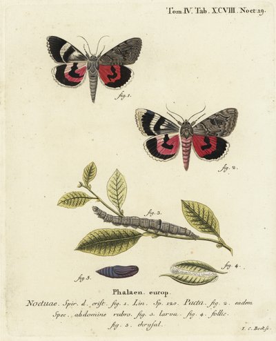 Catocala pacta Motte. Handkolorierter Kupferstich von Johann Carl Bock nach Eugenius Johann Christoph Espers Die Schmetterlinge in Abbildungen nach der Natur, Erlangen von Johann Carl Bock