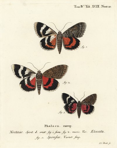Französischer Roter Unterflügel, Catocala elocata 1,2, und Dunkelroter Unterflügel, Catocala sponsa 3. Handkolorierter Kupferstich von Johann Carl Bock nach Eugenius Johann Christoph Espers Die Schmetterlinge in Abbildungen nach der Natur, Erlangen von Johann Carl Bock